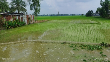 দুপচাঁচিয়ায় নিষিদ্ধ চায়না জালের অবাধ ব্যবহার, হুমকিতে দেশীয় ম